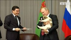 [영상] 스트롱맨 푸틴을 녹인 강아지 선물