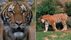 뉴욕 동물원에 사는 4살 호랑이가 세계 최초 ‘확진 판정’ 받았다
