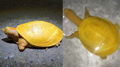 “이것은 레몬인가, 거북인가?” 등 껍질까지 노란 희귀 거북 발견되다
