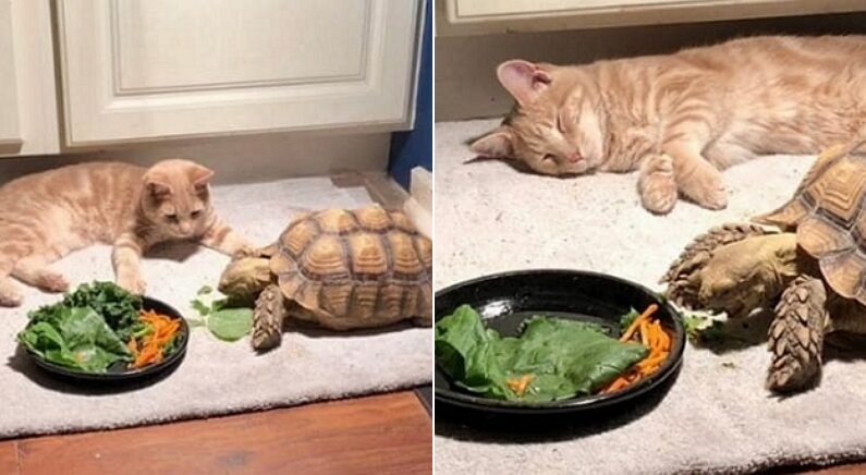 거북이의 느긋한 식사가 끝날 때까지 기다리다가 그만 잠들어버린 고양이