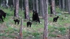 고기 냄새 맡고 찾아온 거대한 곰 정도는 가뿐히(?) 내쫓는 러시아 고양이 (영상)