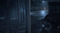 비 내린 뒤 혼자 걸으며 촬영한 ‘새벽 2시’ 서울숲 공원의 풍경 (영상)