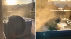 야외 욕조에 뜨끈한 물 받아놨더니 갑자기 나타나 ‘반신욕’ 즐기는 흑곰 (영상)