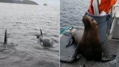 범고래 공격 피해 살려달라며 배에 올라탄 바다사자 내쫓은 어부 (영상)