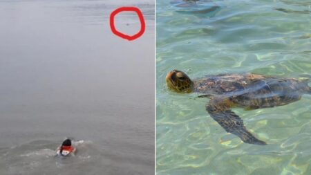 바다 한복판에서 조난당했다가 거북이 등 타고 살아난 우리나라 어민의 ‘실제 사건’