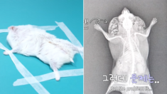 뒷다리 아파서 동물병원 찾은 쪼꼬미 햄스터가 엑스레이 찍는 방법 (영상)