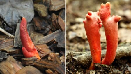 “방사능 피폭과 증상 같다” 지구상 가장 극악 독성인데 한국·일본에서만 나는 ‘붉은사슴뿔버섯’
