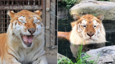 일본 동물원 실수로 밤새 ‘추위+굶주림’ 시달린 후 사육사들 공격한 황금호랑이