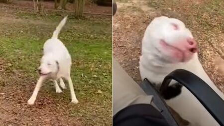 눈이 안 보이는 강아지가 ‘주인 냄새’ 맡자마자 보인 뭉클한 반응 (영상)