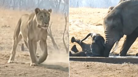 물에 빠진 새끼 코끼리가 사자에게 둘러싸이자 어미의 반응 (영상)