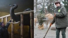 동물만 남겨두고 못 가겠다며 피난 포기한 우크라이나 동물원 직원들