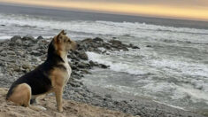 매일 바닷가에서 세상 떠난 ‘어부 주인’ 기다리는 강아지