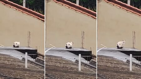 아파트 지붕 위에 있던 ‘강아지’의 상상도 못 한 정체가 밝혀지는 순간 (영상)