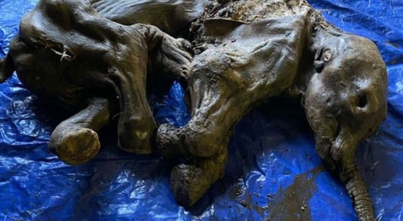 “코까지 그대로” 3만년 전 뛰놀던 아기 매머드, 꽁꽁 언 채로 발견돼