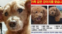 “찾아주시면 1천만원…” 실종된 강아지 찾으려고 1년간 생업도 포기한 50대 주인