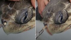 바다 거북이 붙잡아 코에서 꺼낸것은…충격적인 정체