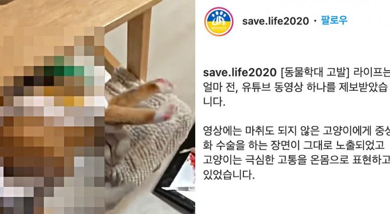 ‘무면허·무마취’ 고양이 중성화 수술한 베트남 출신 대학교 연구원 고발돼