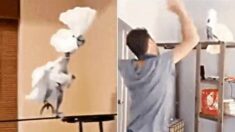 우울증에 걸린 앵무새를 본 주인의 웃기고 감동적인 대처(영상 포함)