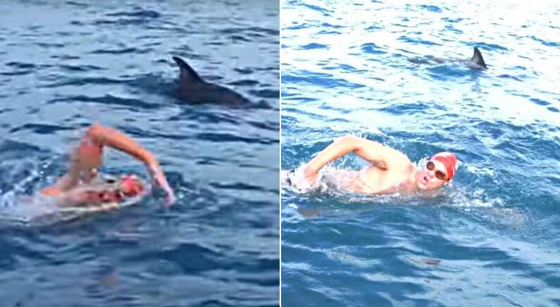 바다 수영하는 남성을 상어가 공격하려 하자 보호해 준 ‘천사’ 돌고래들(영상)