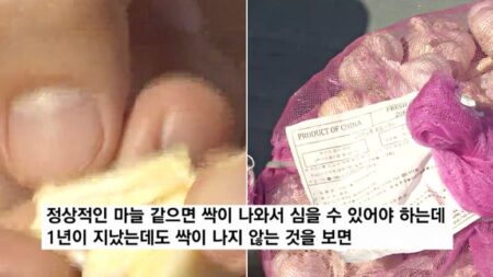 국내 수입 된 ‘중국산 마늘’ 1년 지나도 안 썩었다?… 농민들 조사 촉구