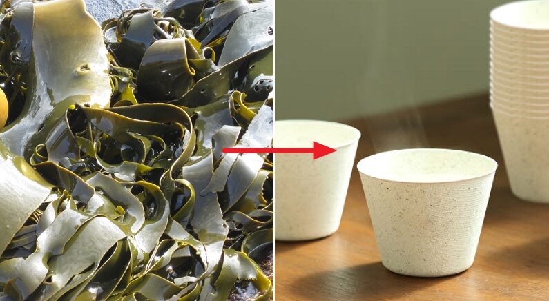 “해외에서 더 주목한다” 세계 최초 ‘미역’으로 ‘완전히 썩는 컵’ 만든 우리나라 회사