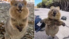‘세상에서 가장 행복한 동물’ 쿼카, 호주 동물원서 무더기 폐사