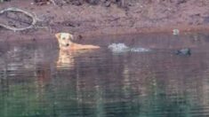 인도서 목격된 놀라운 장면… 악어 세 마리, 강에 빠진 강아지 구해줬다