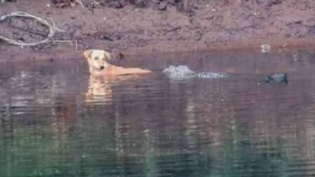 인도서 목격된 놀라운 장면… 악어 세 마리, 강에 빠진 강아지 구해줬다